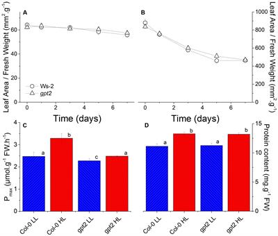 Dynamic Acclimation to High Light in Arabidopsis thaliana Involves Widespread Reengineering of the Leaf Proteome